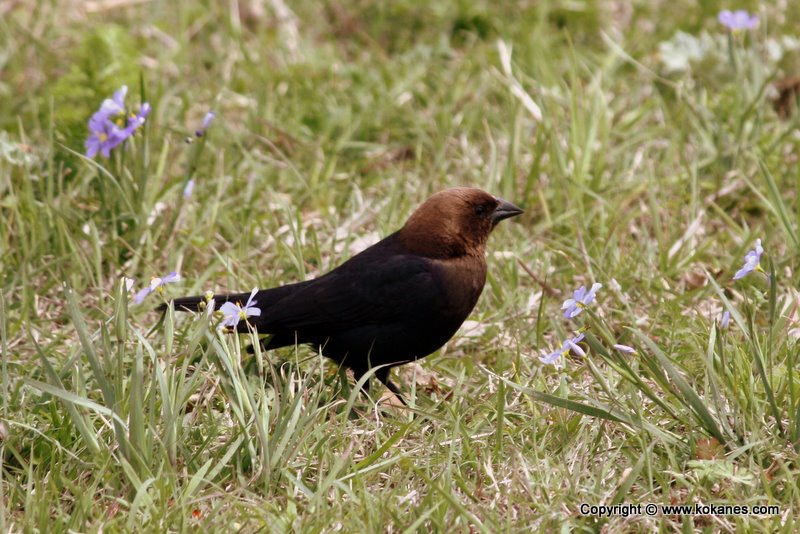 Perching Birds